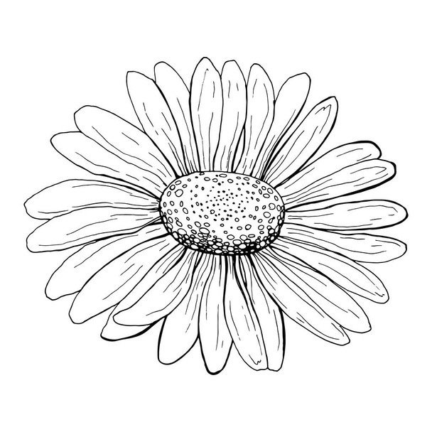 Hand drawn daisy Flower sketch - Vektor, kép