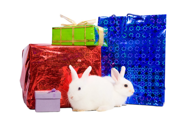 Rabbits with gifts - Foto, Imagem