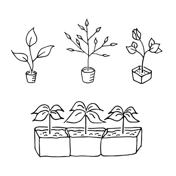Plántulas y plantones para el cultivo en el jardín
 - Vector, imagen