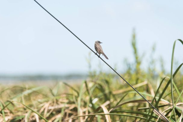 Sooty tyrannulet, Serpophaga nigricans, encaramado en un alambre junto al mirador de aves del Camino del Indio, en Rocha, Uruguay
 - Foto, Imagen