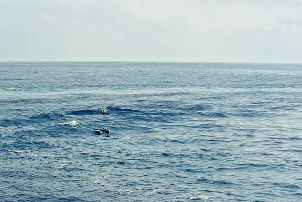 海の中のパイロットクジラ - 写真・画像