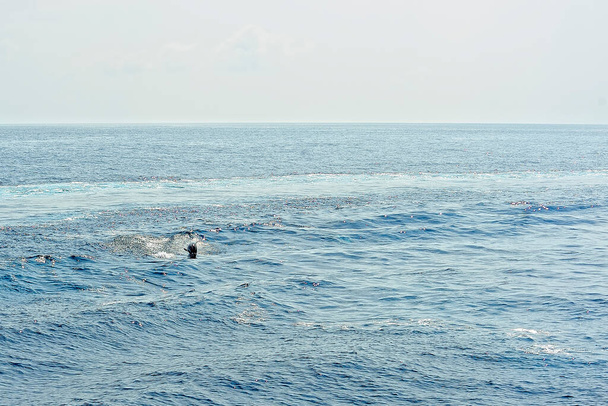Pilóta bálna a tengerben - Fotó, kép