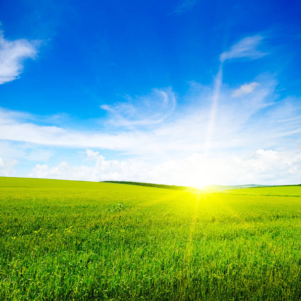 Green field, sun and blue sky. Agricultural landscape. - Фото, зображення