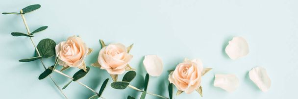 Cream roses bush on a blue background banner, rose petals and eucalyptus. Copy space. Gentle flatlay. Top view with space for your text. Panorama for top website, announcements and wedding invitations - Photo, image