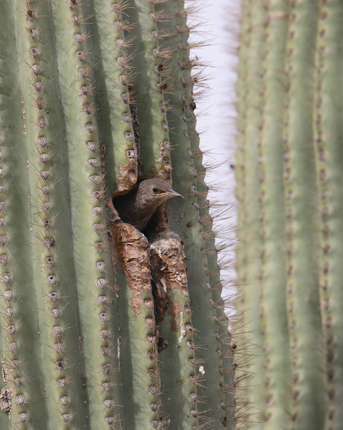 Starling europeo (juvenil) que alcanza su punto máximo en un agujero de cactus saguaro
 - Foto, Imagen