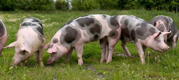  Os porcos domésticos de casa vivem na fazenda de criação de animais. A pecuária biológica é um ramo da pecuária
 - Foto, Imagem