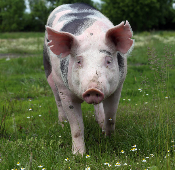  Huishoudelijke varkens leven op een veehouderij. Biologische veeteelt is een tak van de veeteelt - Foto, afbeelding