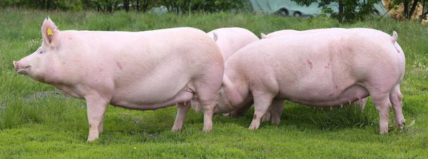  Здоровые молодые свиньи растут на зеленом лугу летом
 - Фото, изображение