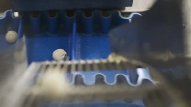 fabryka pierogów proces produkcji nowoczesny przemysł pelmeni - Materiał filmowy, wideo