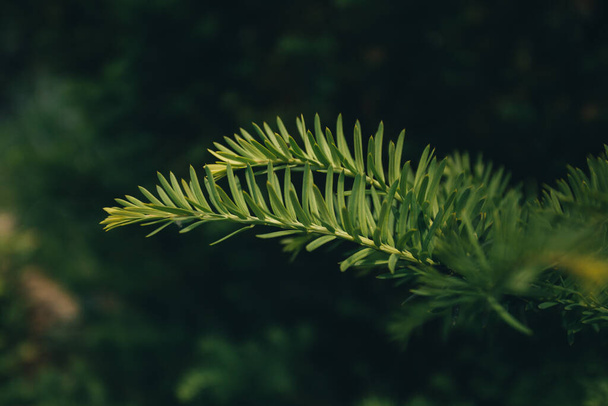 макро вічнозелені соснові голки на сонячному світлі
 - Фото, зображення