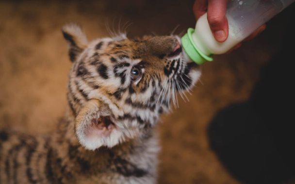 Tiger cub is sung from a babys nipple with milk. Predator feeding - 写真・画像