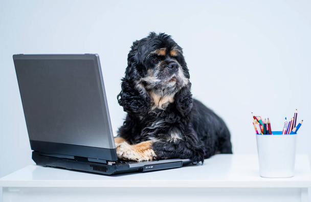 A black Cocker Spaniel dog sits at a table with a laptop, and looks away - Foto, Bild