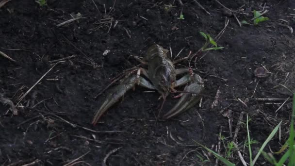 The European crayfish (Astacus astacus), noble crayfish, or broad-fingered crayfish, is the most common species of crayfish in Europe, and a traditional food source - Filmmaterial, Video