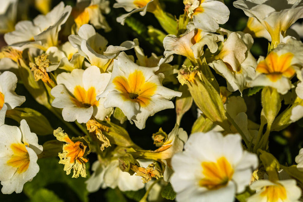 プリムローズの終わり、孤立した庭のプリムラの花. - 写真・画像