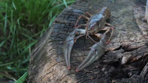 The European crayfish (Astacus astacus), noble crayfish, or broad-fingered crayfish, is the most common species of crayfish in Europe, and a traditional food source - Filmmaterial, Video