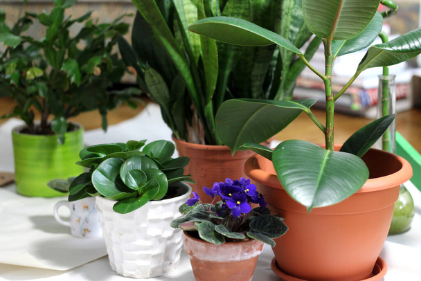 Mix of fashionable beautiful houseplants in the flowerpots - Photo, Image