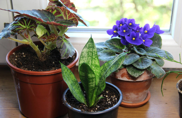 Мікс модних красивих кімнатних рослин у вазонах
 - Фото, зображення