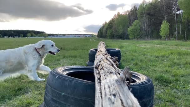 Schönheit der Zeitlupe. Großer Hund springt über Barriere in der Natur. - Filmmaterial, Video