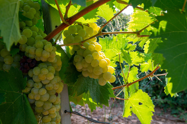 Ripe white wine grapes plants on vineyard in France, white ripe muscat grape new harvest close up - Photo, Image