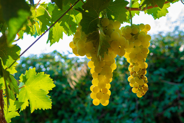 Zralé bílé vinné hrozny na vinici ve Francii, bílé zralé muškátové hrozny nové sklizně zblízka - Fotografie, Obrázek