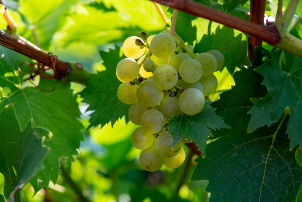 Vins blancs mûrs sur vignoble en France, raisins musqués mûrs blancs nouvelle récolte close up
 - Photo, image