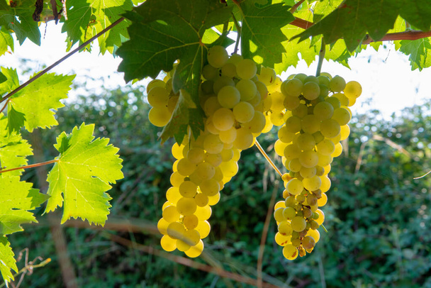 Vinho branco maduro uvas plantas em vinha na França, branco maduro muscat uva nova colheita close up
 - Foto, Imagem