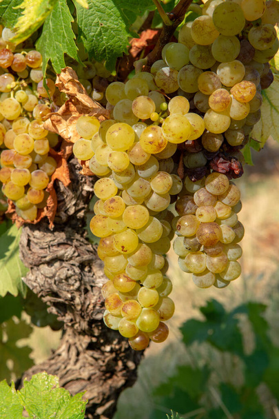 Érett fehér bor szőlő növények szőlőültetvény Franciaországban, fehér érett muskotály szőlő új szüret közeli - Fotó, kép