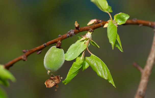 L'ovaire de l'abricot aux fruits. Développement des fruits, phase initiale. Ovocyte d'abricot vert. - Photo, image