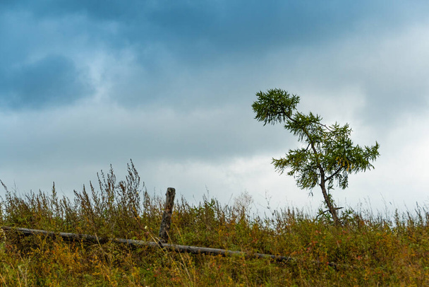 uma árvore conífera no fundo de nuvens, símbolo de solidão e fortaleza
 - Foto, Imagem