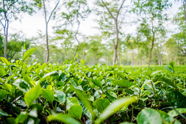 Zelená čajová zahrada Assam pěstovaná v nížině a Brahmaputra River Valley, Golaghat. Čajové plantáže - Fotografie, Obrázek