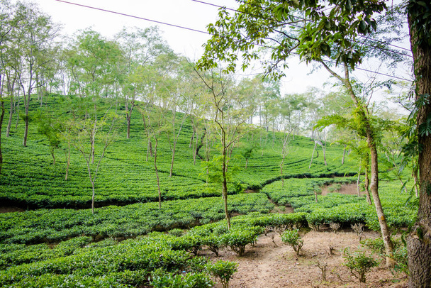 Зеленый чайный сад Ассо, выращенный в низине и долине реки Брахмапутра в штате Голагат. Чайные плантации
 - Фото, изображение