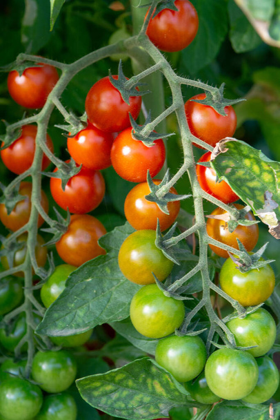 Hodowla biologiczna we Włoszech, uprawa pomidorów wiśniowych w szklarni, region rolniczy w pobliżu Fondi, Lacjum, Włochy - Zdjęcie, obraz