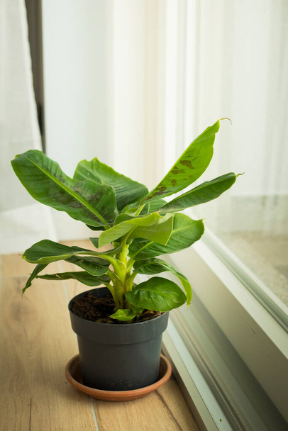 Musa Tropicana Zwergbananenpflanze, isoliert und in der Nähe eines großen Fensters. Vertikaler Schuss. - Foto, Bild