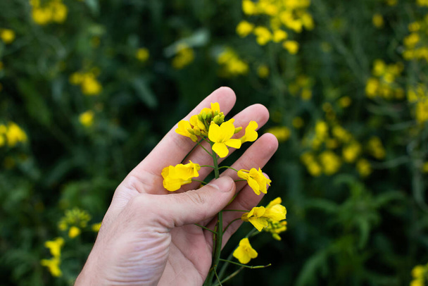 Farmer Hands in Oilseed Rapeseed Field Examining and Controlling The Growth of Plants - Valokuva, kuva