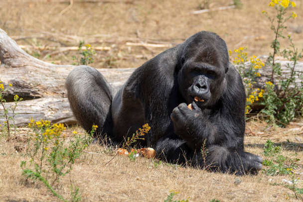 Groot zwart harig mannetje gorilla aap zitten op gras en eten voedsel met de handen - Foto, afbeelding