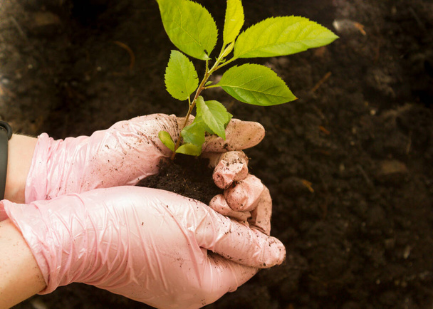 Gardening.gloved hands holding a green sprout.young plant in the hands of the man who plants it.home hobby plant breeding - Photo, Image