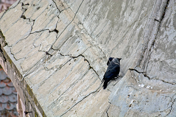 Diversi corvi allineati sul tetto appuntito di un vecchio castello in un bellissimo parco
. - Foto, immagini