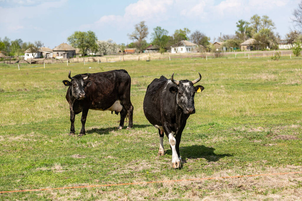 Deux vaches noires paissent dans la prairie par une journée ensoleillée sur fond de village. Orientation horizontale
. - Photo, image