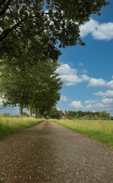 Una strada vuota con erba e alberi
 - Foto, immagini