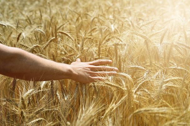 hands touching a field of barley - Foto, Bild