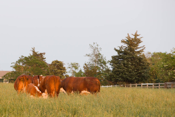beslag koeien in het veld - Foto, afbeelding