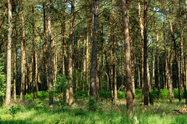 Bosque de Kempen en Brabant, Países Bajos, caminata saludable en un día soleado en un bosque de pinos con hierba verde
 - Foto, Imagen