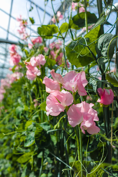 Cuthbertson Blend, tipo Spenser guisantes dulces coloridas flores cortadas cultivadas como flor decorativa u ornamental, creciendo en invernadero
 - Foto, imagen