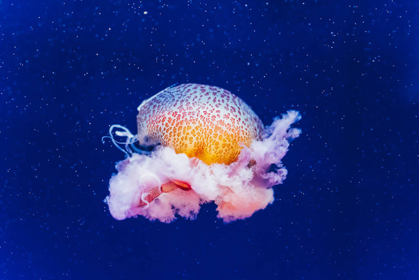 Criaturas marinas, Medusozoos, medusas con cuerpo gelatinoso y forma de campana
. - Foto, imagen