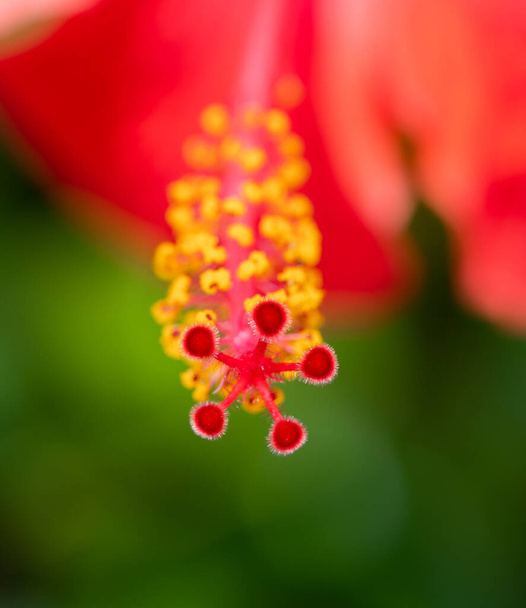 Red hibiscus flower pistil and stamens - Photo, Image