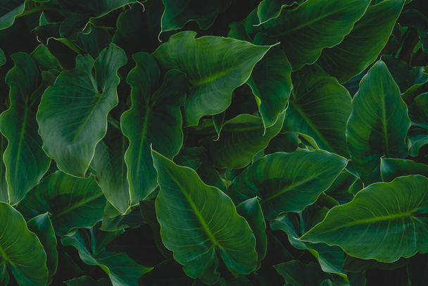 Textura de hoja verde abstracta, Fondo de naturaleza oscura
. - Foto, imagen