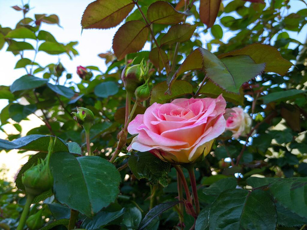 zarte Knospe blühender Rosen der Sorte Cesar. - Foto, Bild