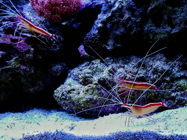 Limpiador de mofetas del Pacífico camarones de arrecife de agua salada - Lysmata amboinensis
 - Foto, Imagen