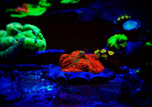 Красный и синий Сент-Томас - Rhodactis Mushroom soft polyps ear
 - Фото, изображение