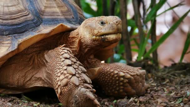 Zbliżenie twarzy żółwia w ruchu i ostrość na kamerze  - Materiał filmowy, wideo